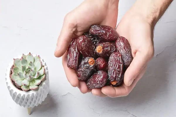 تصویر 5 از قیمت خرید خرمای مجول صادراتی + فروش ویژه